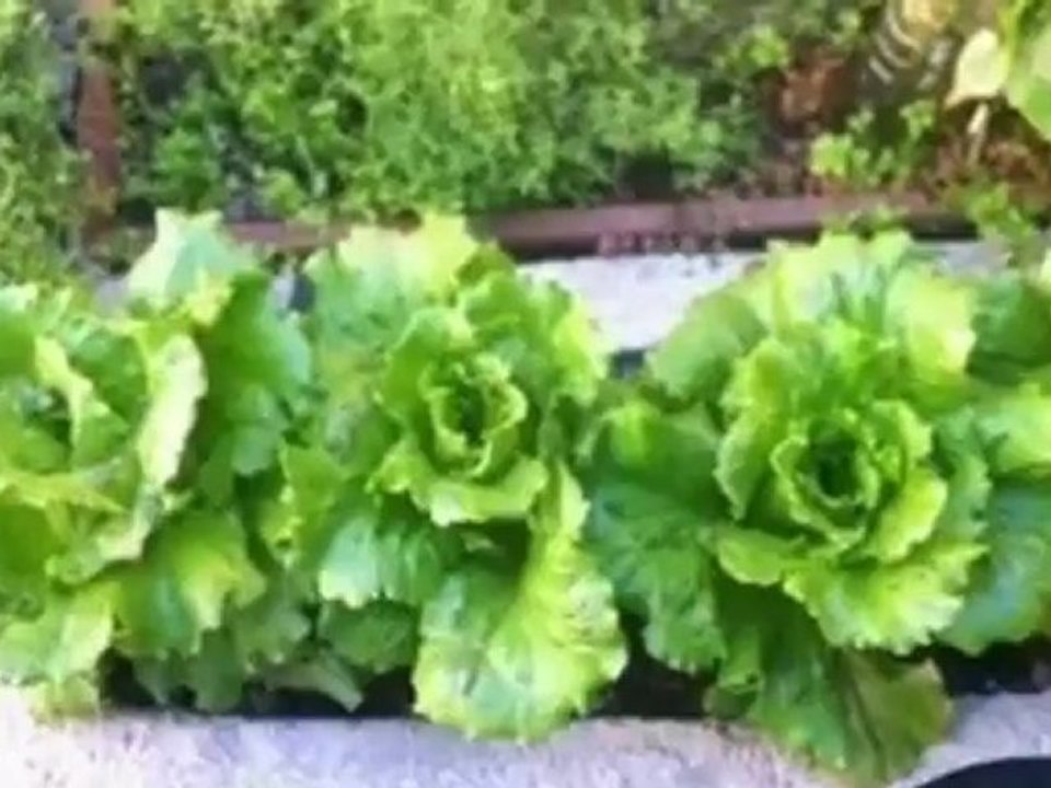 Faire pousser des salades sur son balcon