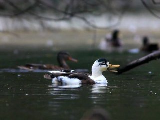 Canon EOS 5D Mark II HD Video Test. IN THE PARK 2