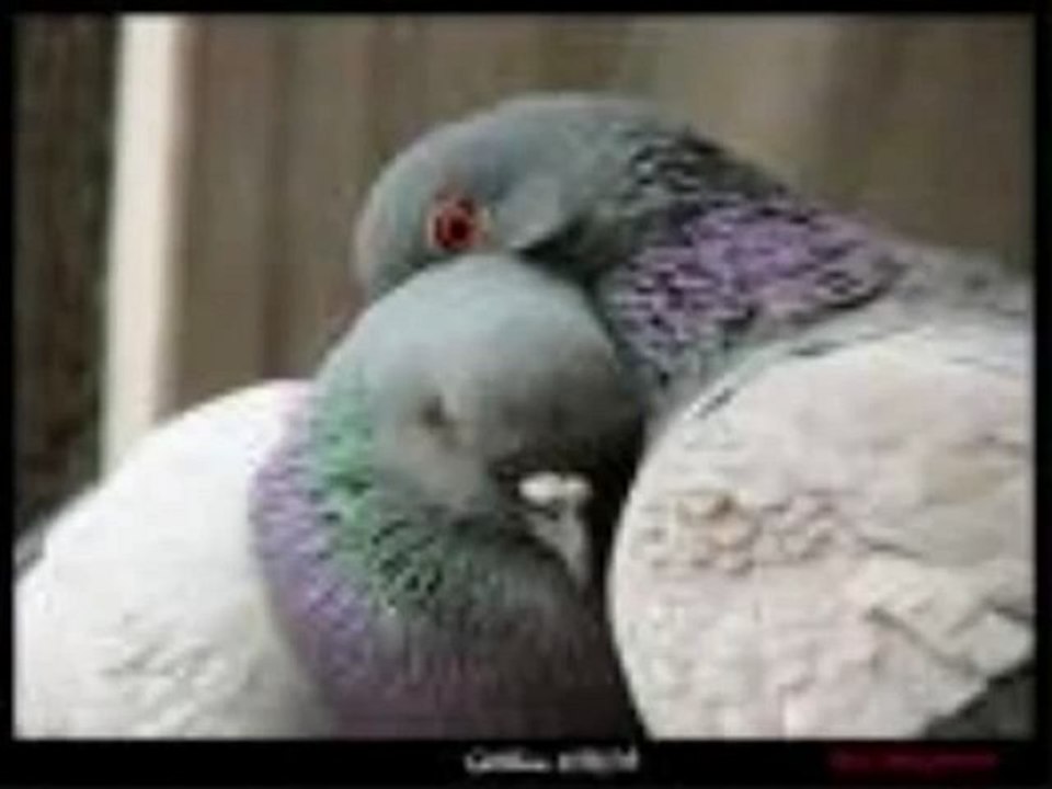 Fatos özgül kardese ağit www.sesliberaberiz.com By_MiCrOp