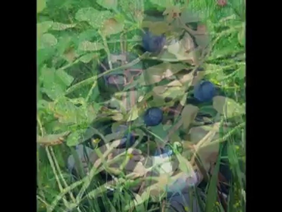 Czarne jagódki(wersja rockowa)Ela.M-