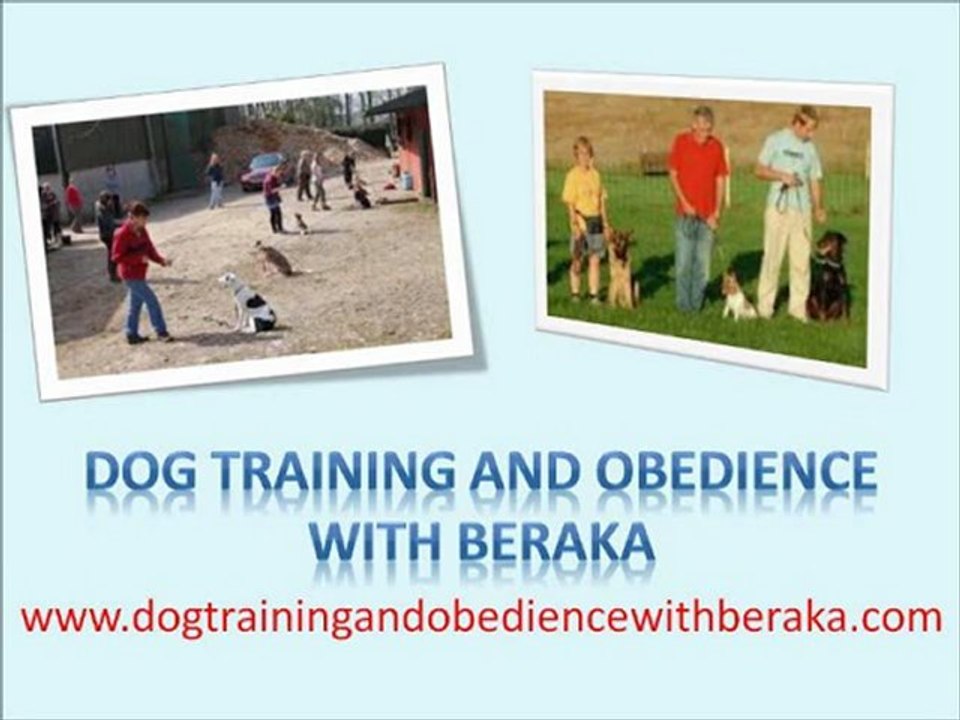 Dog Training and Obedience 2