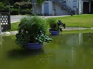 A la recherche des poissons dans le bassin !