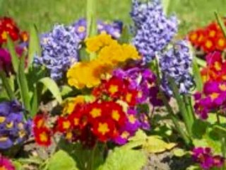 Mutlu Yaşlar Perihan...