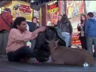 La cabra que prefiere Nueva York al campo