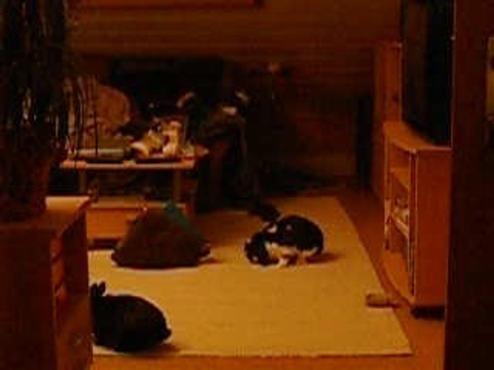 Snoopy erbeutet eine Klorolle