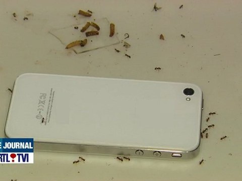 Effets nocifs des ondes GSM sur les fourmis