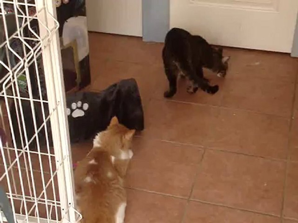 Simba et Diégo