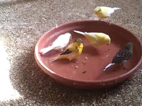 BAIN GRANDE VOLIERE CANARI