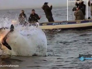 Video of the Day: Slow Motion Shark Attack