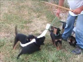 Chiots DARIA X EVEN 6 semaines, 2ème mordant