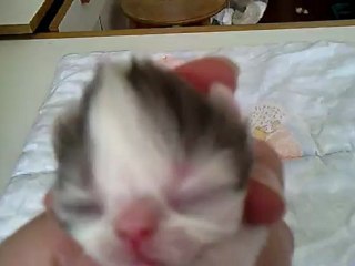 bb baccara 2012 2EME