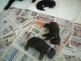 29 juillet 2012 : chiots de 18 jours