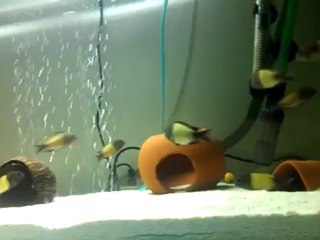 VIDEO0106