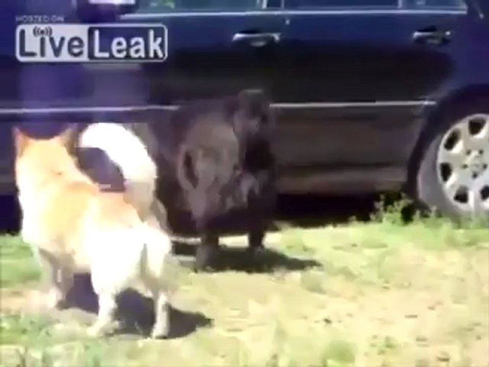 Полицейские собаки разбивают кошачью борьбу