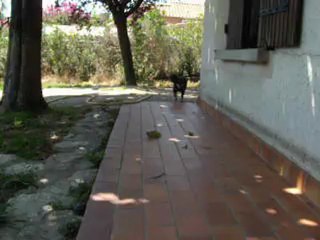 maxou marche de mieux en mieux