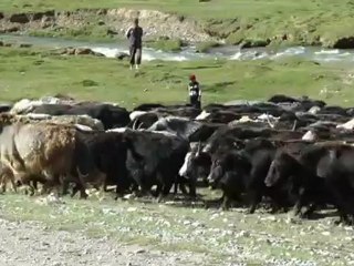 Vidéo  : troupeau de yaks