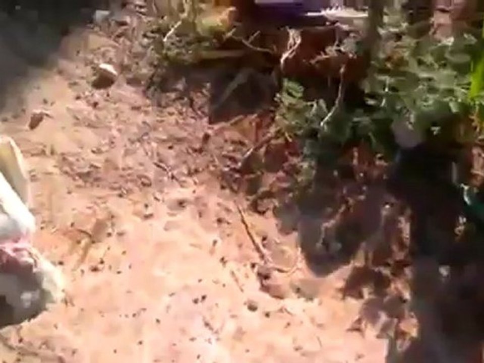 Syria فري برس درعا خربة غزالة  حتى الحيوانات لم تسلم من القصف 24 7 2012 Daraa