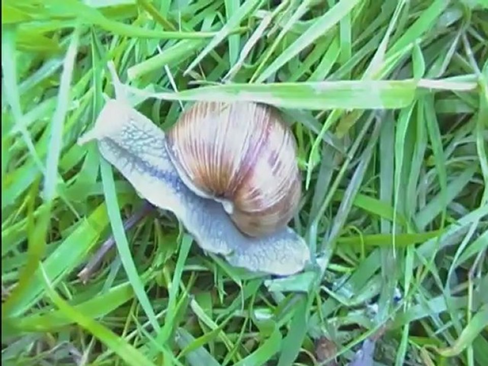 Weinbergschnecken- Schneckenballet oder wie kommt eine Weinbergschnecke aus ihrem Haus