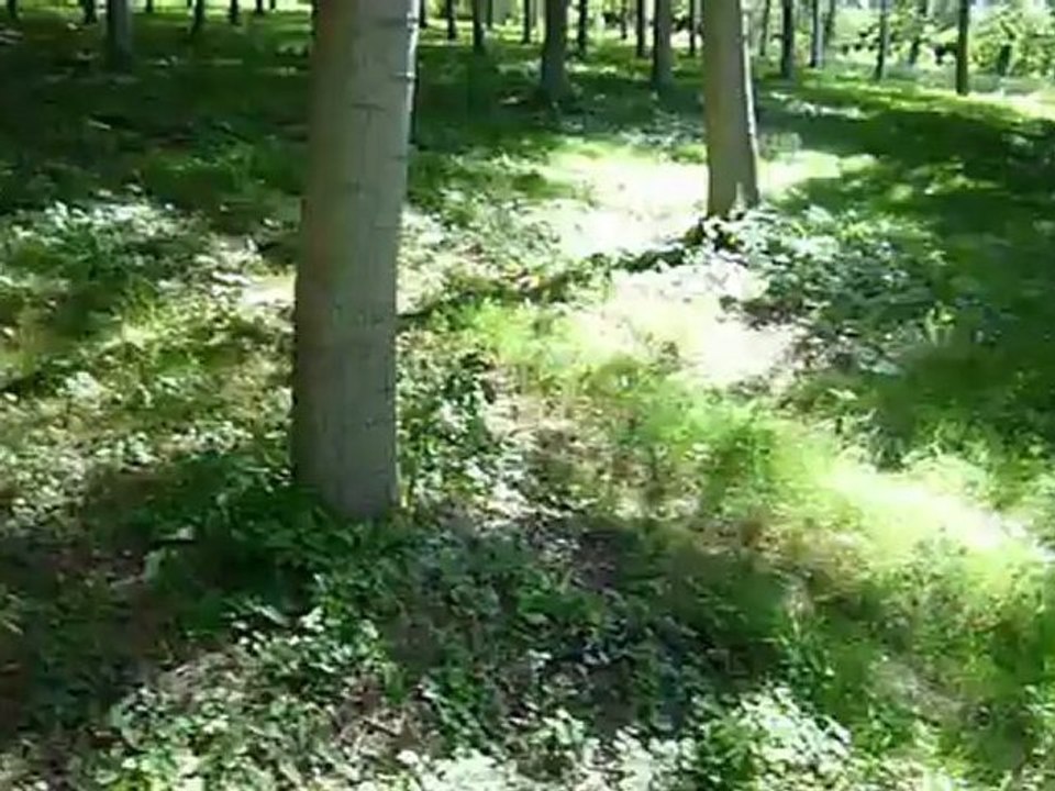 2012-07-29-pause