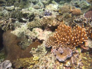 Grande Barrière de Corail