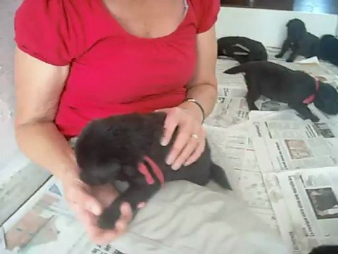 29 juillet 2012 : chiots de 18 jours (rouge tête la main de Marie-Paule)