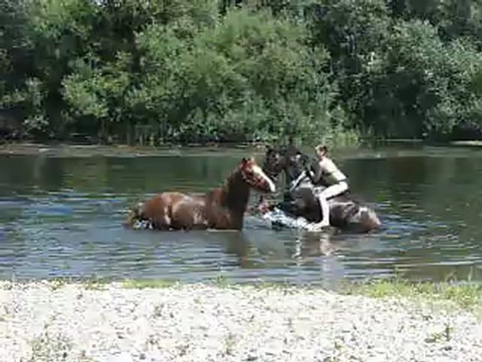 les chevaux se baignent