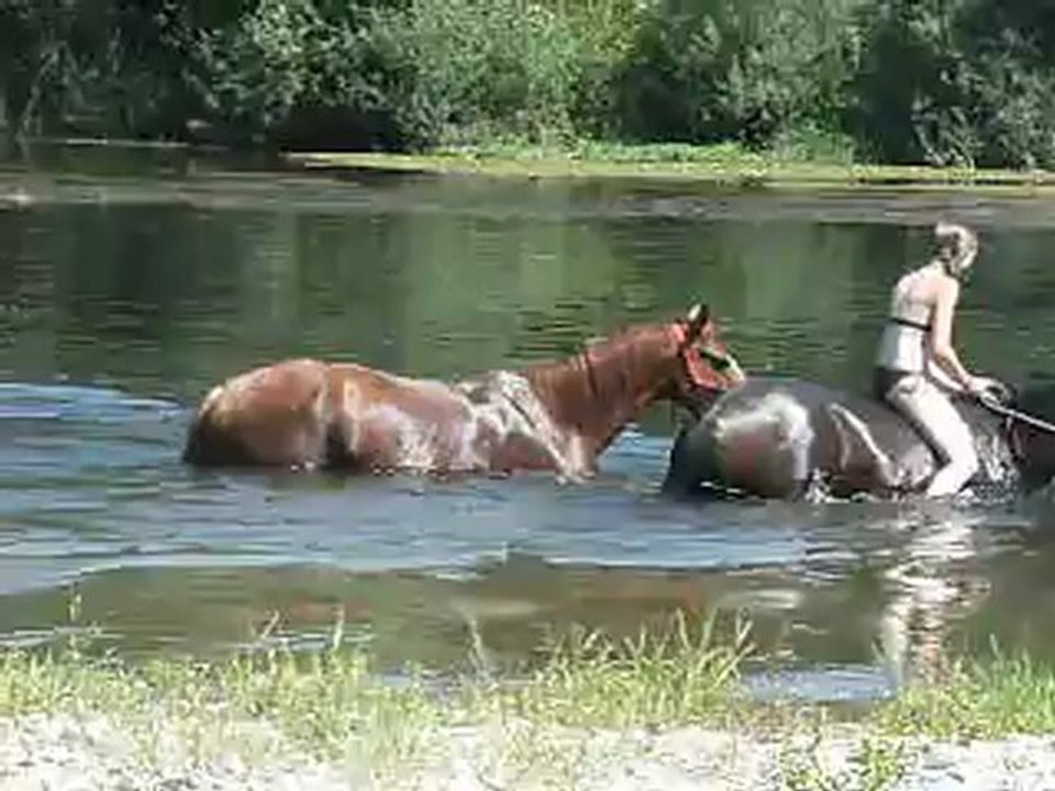 les chevaux se baignent 2