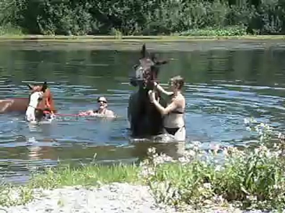 les chevaux se baignent 3