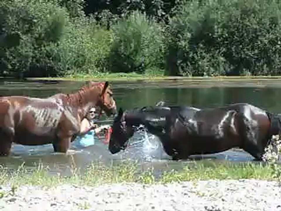 les chevaux se baignent 4