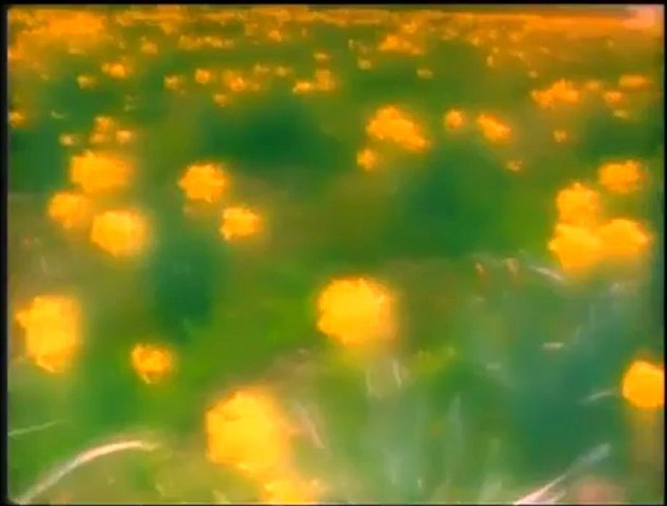 La vie après la vie