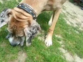 Ganesh the Great Dane: 10 months old.