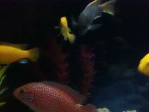 Sarı Prenses (Labidochromis caeruleus)