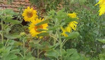 Secret garden (mój ogród)-Ela-