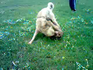 Video0015