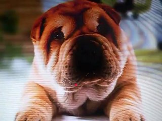 Sharpei - MEG FALANDO.