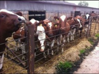 İTHAL KURBANLIK KOYUNLAR HAZER EMLAK TEL: 0546 851 6657