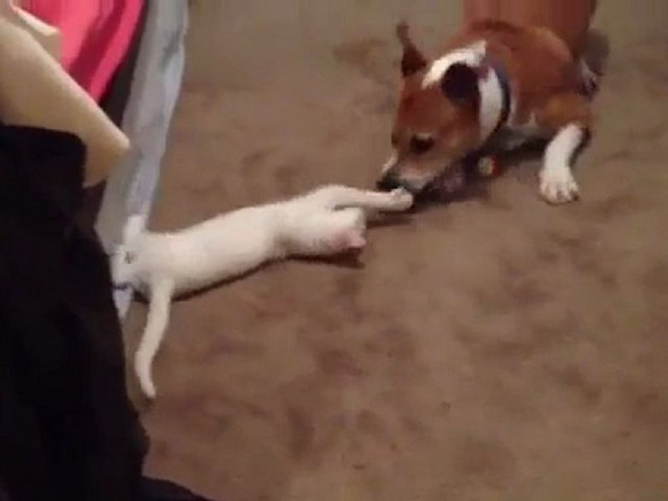 Munki, le chat qui roule