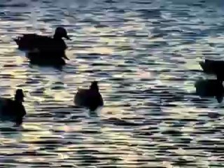 VuDieuAudition HD_clip3