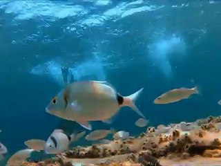 Testing my GOPRO HD HERO2...Feeding the fish in Kavala area,Greece