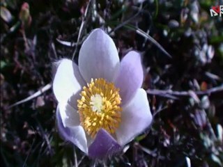 Rideup Pack and Ride - Ski video - Xtrem Trip Video Contest