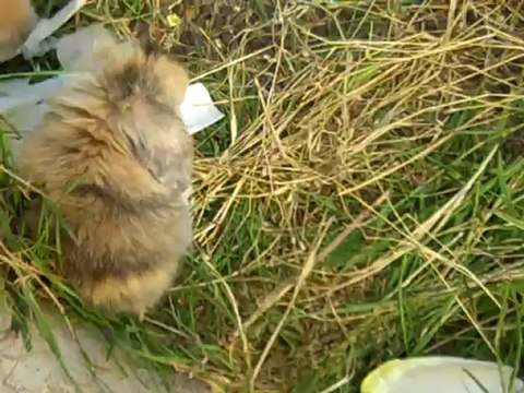 Bébés lapins plume 25 jours