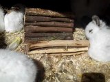 Bébés lapins nuage 24 jours