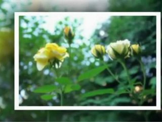 RÓZSA - RÓZSA SÁRGA RÓZSA