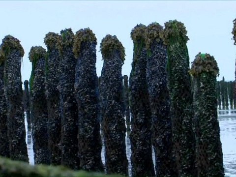 Film : SERIE - EPICERIE FINE - LES MOULES DE BOUCHOT