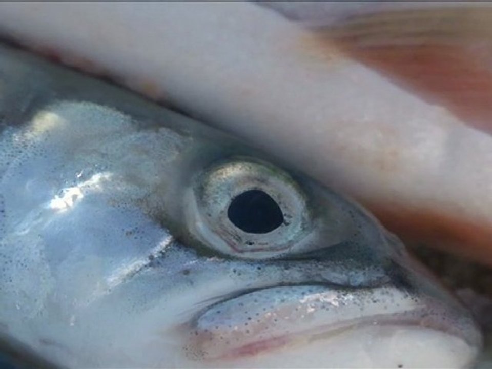 Film : SERIE - EPICERIE FINE - LES POISSONS DU LAC LÉMAN