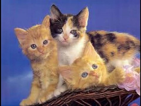 sakarya bosch 0264 271 36 36