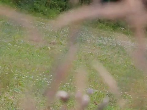 chevrette et ces 2 faon