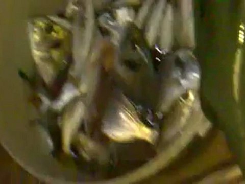 balık avı bahadır boğaç