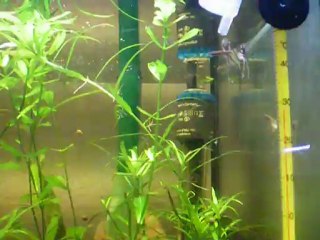 Reproduction scalaire 18, J48 nage libre