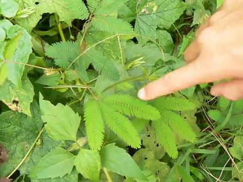 fleur retractable thailande